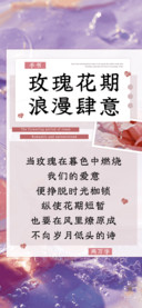 玫瑰花期浪漫肆意