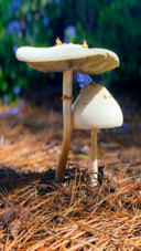 Mashrooms