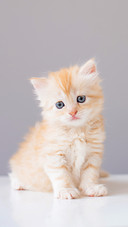 A fluffy gingeryellow kitten