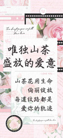 唯独山茶盛放的爱意