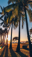 Coconut groves by the seaside in port douglas