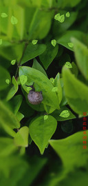 雨后护眼蜗牛