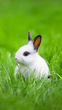 Cute little rabbit on green grass