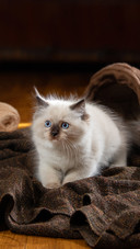 A Fluffy Kitten Playing Indoors