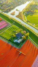 Aerial view of tulip fields in Denmark