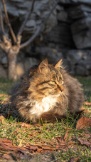 A cat is basking in the sun on the grass