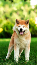 Dog298