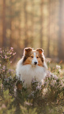 Dog294