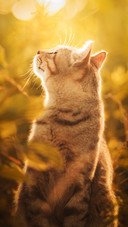 A cat in the sunlight