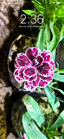 Dark Purple Flower_DWM3