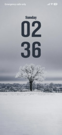 Snowy Tree