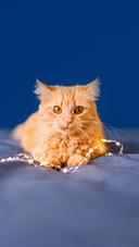 Cute Ginger Cat Lying in Bed