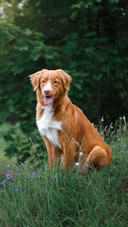 Dog146