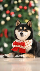 The shiba inu in front of the christmas tree