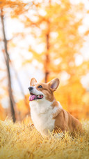 柯基犬为什么要断尾