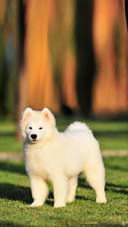 Dog look at me