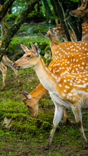 The deer shadows in the forest are quiet and leisurely