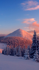 Pine Forest Covered in Snow