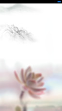 水莲花
