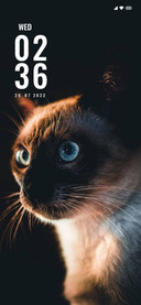 Wild Cat