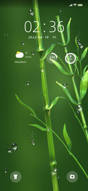 Green bamboo