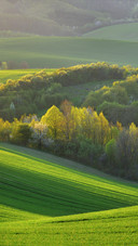 Spring Day in South Moravia Waves Field Czech Republic