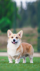 welsh corgi pembroke walks in the park