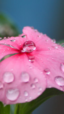 Raindrops (8)