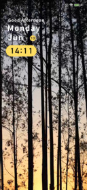 Sunset glow forest