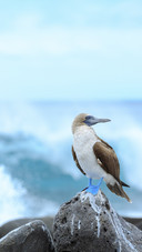 Cute Sea Bird