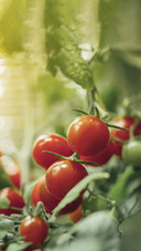 Vegetable Tomatoes