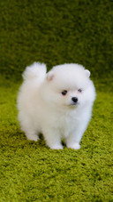 Dog363