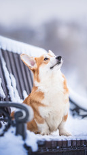 A cute corgi sitting on a snow-covered wooden bench