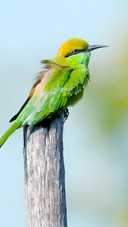 Green birds perch on the branches