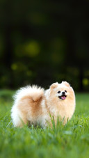 Cute Dog Spitz Playing on Grass