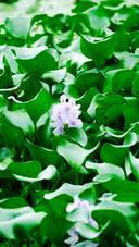 Water hyacinth and water lily