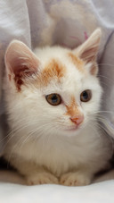The little cat in the bed