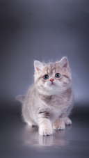 British kitten