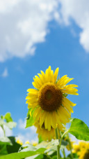 Flower (4)