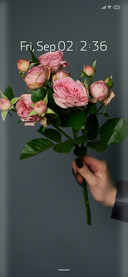 Pastel_fresh