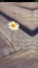 残菊（4D动态流星下雨）