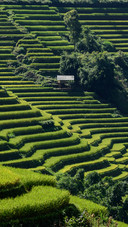 Beautiful Terraces