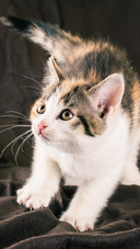猫咪喜欢偷看你
