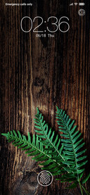 Fern