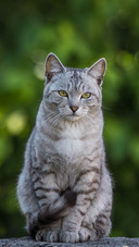 Cute Cat Sitting on The Ground
