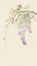 何红玉笔下的花草