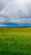Scenery after rain on the grassland