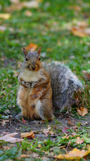 Squirrels on the grass in the park