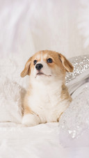 A Pembroke Welsh Corgi Puppy Lying on The Blanket