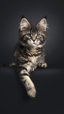 猫咪的批评教育手册